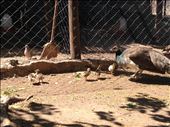 week-old baby peacocks with mamma: by christinebaker, Views[228]