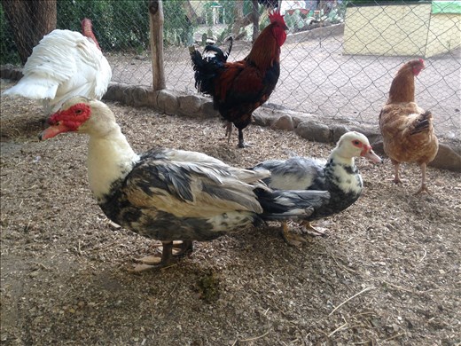cutest pair on the farm; they remind me of an eldery couple.