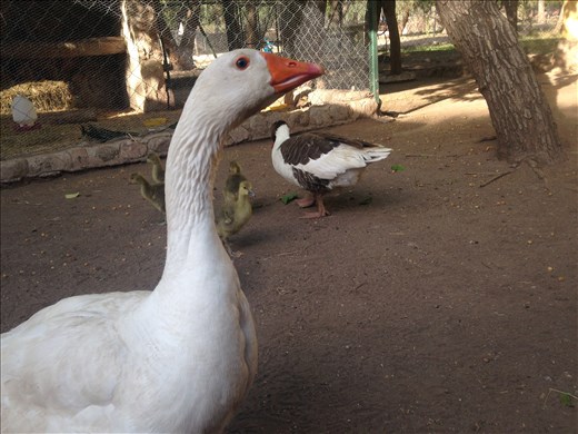 Did I mention Pascual is a daddy now too?