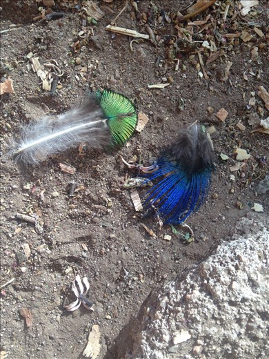 pretty peacock feathers