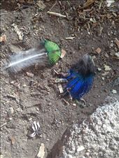 pretty peacock feathers: by christinebaker, Views[434]