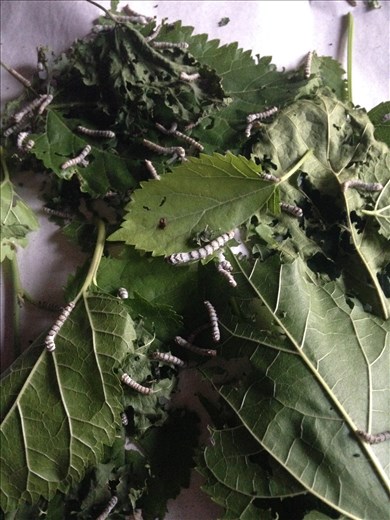 the farm also raises silk worms  =)