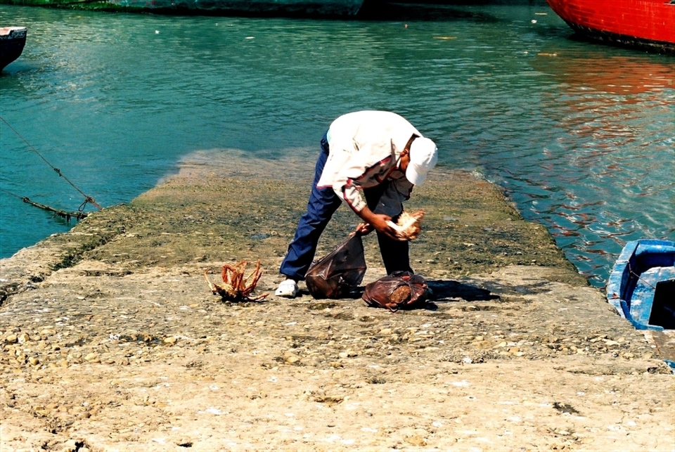 This man was bagging his catch of crabs into thin plastic bags. Most of the crabs were very much still alive. The crab seen in the unattended bag was trying to make its escape while its captor loaded the remaining catch. 