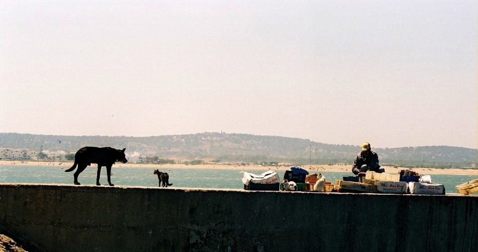 Just up the jetty from the crab fisher was a man sorting his belongings into crates. What interests me most about this image is not the man but the animals. A dog and a cat were having a stand-off while two other cats watch on from relative safety among the boxes. 