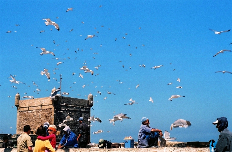 Just inside the walls of the city, not much past the harbor, seagulls fill the air, every dimension of it. The population of gulls surely  thrive on the left overs of the fishing boats and no doubt benefit from the tourists who eat their freshly barbecued fish by the sea front. 