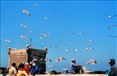 Just inside the walls of the city, not much past the harbor, seagulls fill the air, every dimension of it. The population of gulls surely  thrive on the left overs of the fishing boats and no doubt benefit from the tourists who eat their freshly barbecued fish by the sea front. : by christineer, Views[286]