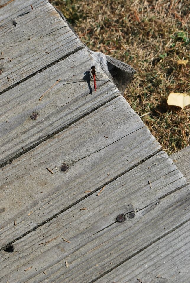 The Delicate Perched