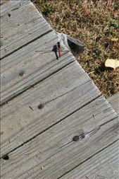 The Delicate Perched: by chriz_ros, Views[299]