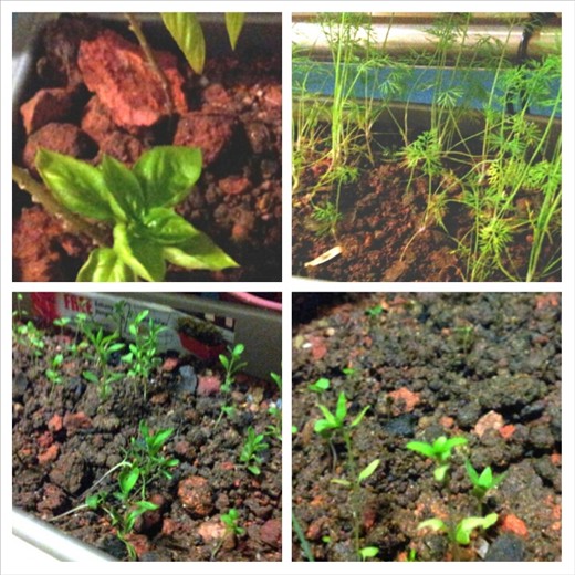 Interest in everything related to food. My own herbs.