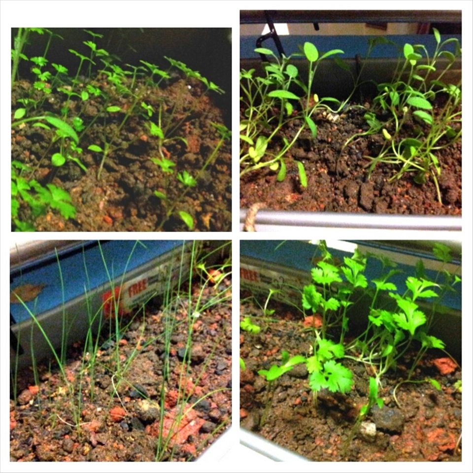 Interest in everything related to food. My own herbs.