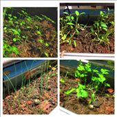 Interest in everything related to food. My own herbs.: by chuayx, Views[224]