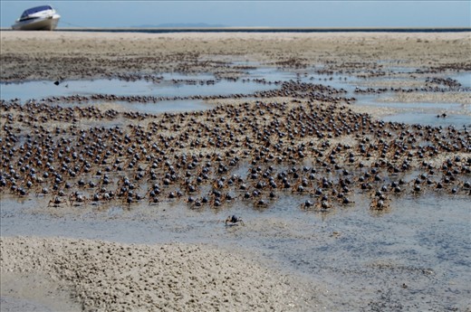 14:00
When the tide is out an army of tiny solider crabs can be seen scuttling across the small pools of water left behind by the ocean. Any sign of disturbance, one by one the crabs quickly burry themselves beneath the sand, leaving a once thriving beach completely empty. 