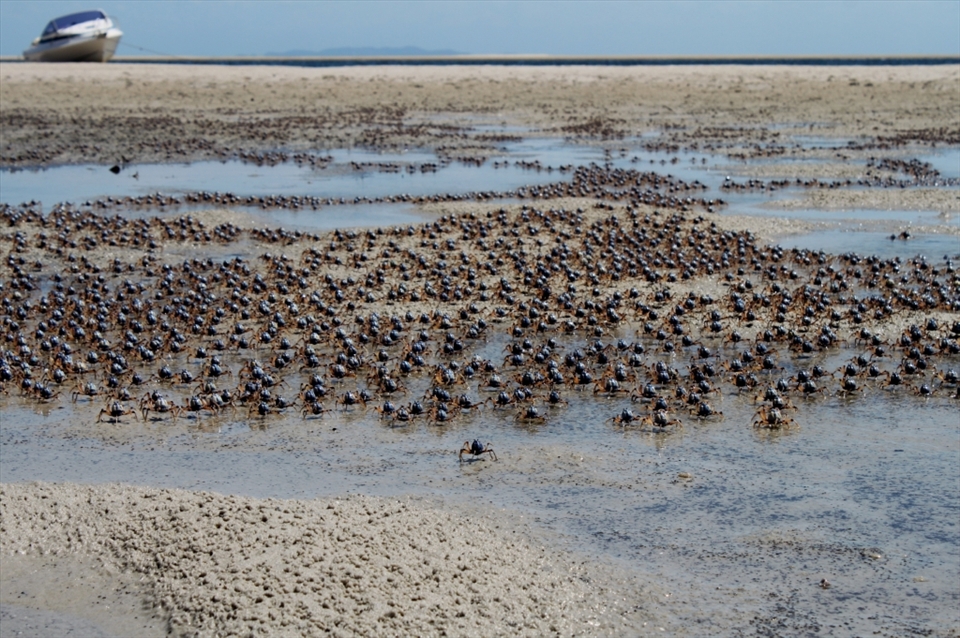14:00
When the tide is out an army of tiny solider crabs can be seen scuttling across the small pools of water left behind by the ocean. Any sign of disturbance, one by one the crabs quickly burry themselves beneath the sand, leaving a once thriving beach completely empty. 
