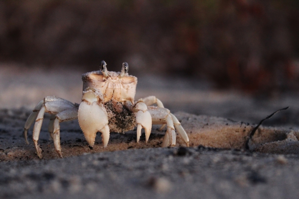 19:30
A sand crab perches on the shore and watches on as the sun sets over the water. After a while he scuttles back into his watery home to rest for the night, as tomorrow will bring another day to the Island. 