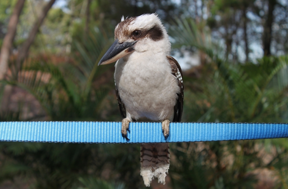 09:00
In the small town of Kooringal on Moreton Island a friendly kookaburra drops by for breakfast and stays to pose for a few pictures.