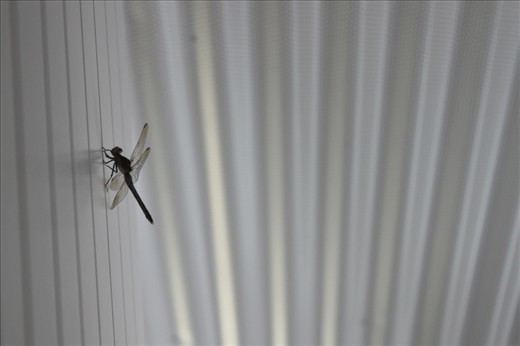 12:00
In the heat of the day a tired dragonfly rests it's wings on the bedroom wall.