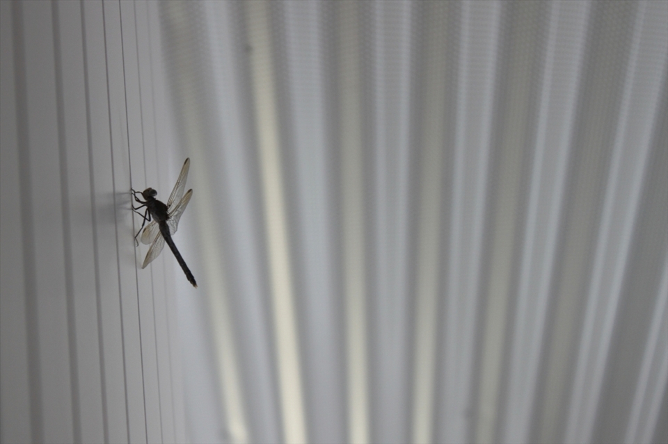 12:00
In the heat of the day a tired dragonfly rests it's wings on the bedroom wall.