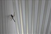 12:00
In the heat of the day a tired dragonfly rests it's wings on the bedroom wall.: by ciara, Views[464]