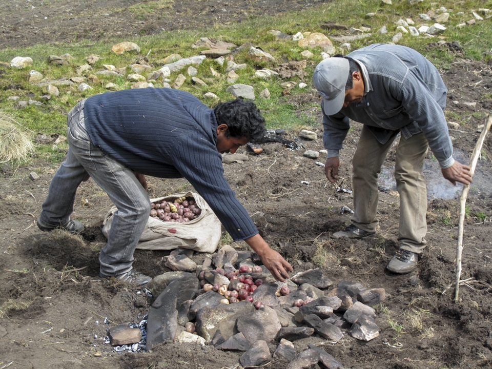 Members of the Wati family place root vegetables on hot stones to cook for a traditional meal. Behind us, groups of tourists are seen walking by. 