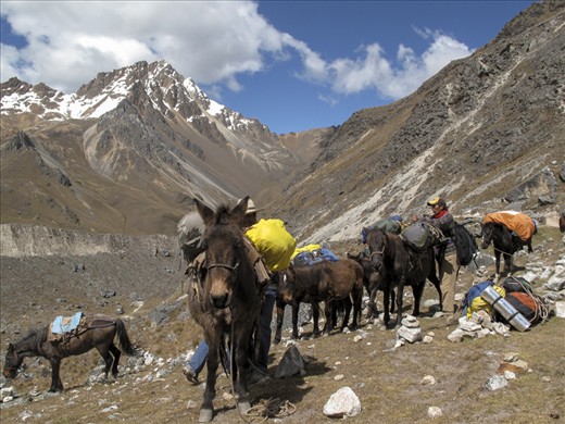Pack mules are a common sight on the Salkantay trail. Often they are carrying supplies for the many tourists making their way to Machu Picchu.
