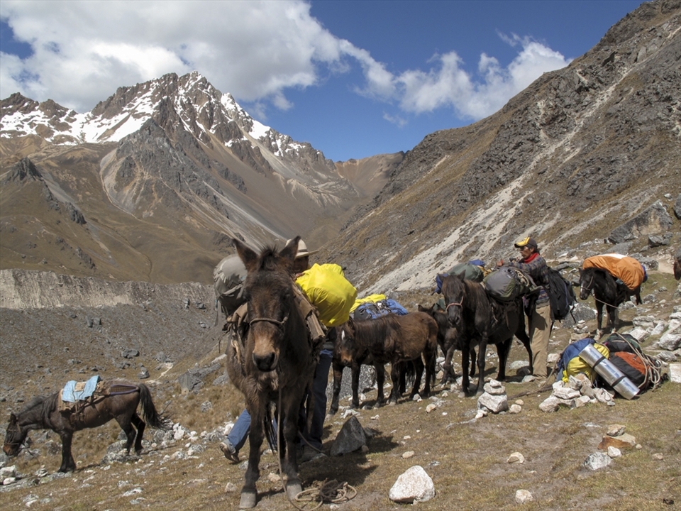 Pack mules are a common sight on the Salkantay trail. Often they are carrying supplies for the many tourists making their way to Machu Picchu.