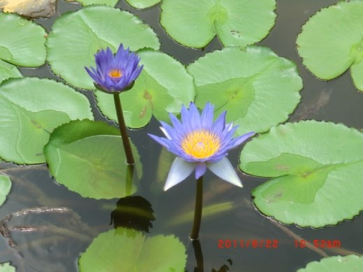 Lotus, blooming in muddy places yet, grows to be so clear and beautiful