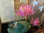 These are lotus flowers that are made out of paper. Amazing hand craft!!: by ciel, Views[265]