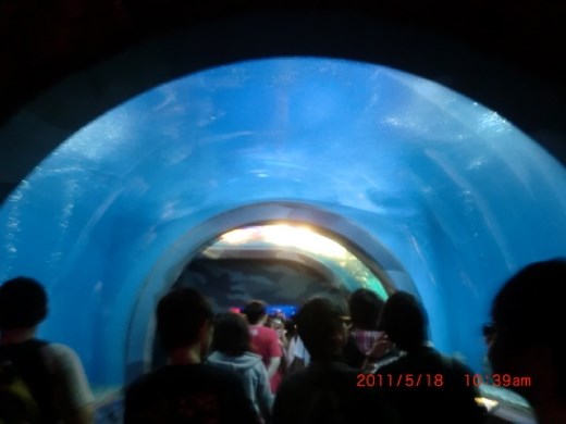 I just love under water tunnels!