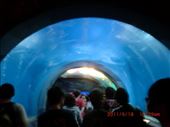 I just love under water tunnels!: by ciel, Views[192]