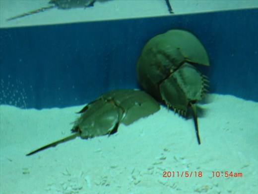 One of the living fossils! King Crabs!