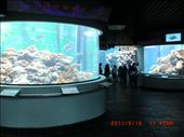 I think aquarium is a mind calming place. : by ciel, Views[220]