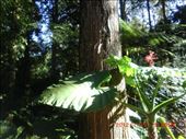 Such huge leaf! So amazing how the nature works!: by ciel, Views[221]