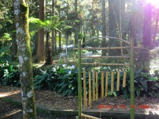 There are many surprises in the forest if you look for it :)