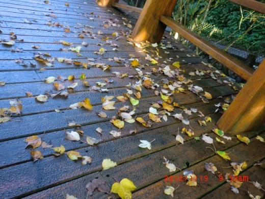 Falling of leaves indicates the coming of a new season :)