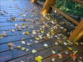 Falling of leaves indicates the coming of a new season :): by ciel, Views[217]