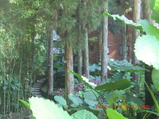 House in the forest! Hmm, I wonder who lives there.