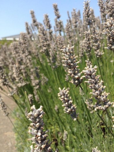 I love the beautiful Lavenders at school campus.