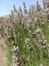 I love the beautiful Lavenders at school campus.: by ciel, Views[194]