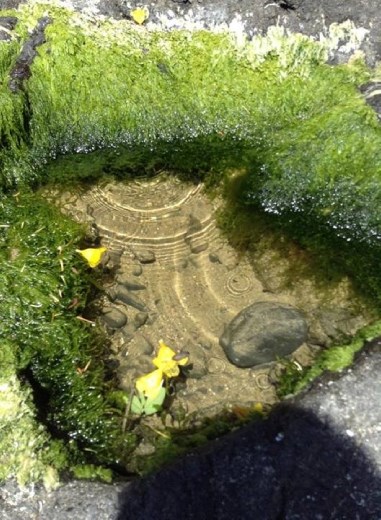 It was just a small pool by the big ocean, but it contains big lives. Homes of many creatures.