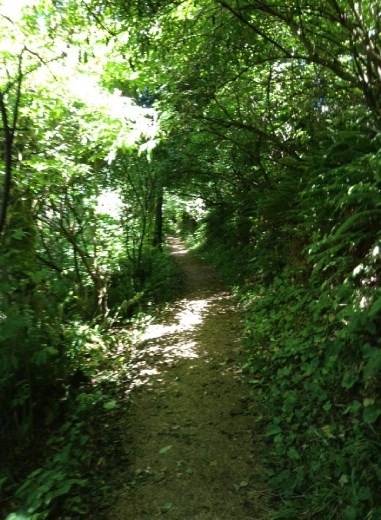 Green tunnel! Hmm where does it lead to? :))
It looks like the tunnel in Totoro :)