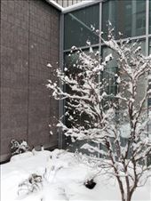 Do you know that there don't exist the same snowflakes in this world. : by ciel, Views[511]