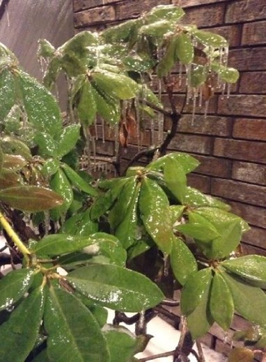 Look at all those ice!