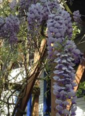 Don't you think it's beautiful? Why not add a spot of light purple to your spring?: by ciel, Views[226]