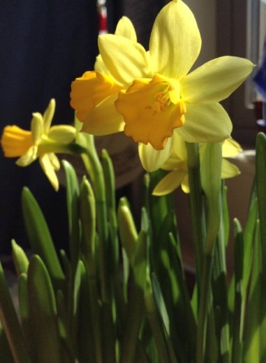 Daffodils. They just light up my room :)