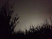 Hunted corn maze with the LCC international program... oh man, it was super scary :(: by ciel, Views[204]