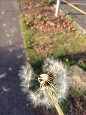 I had to blow so hard to get this picture, haha. I must have look funny to have to crouch down by the road and just blow!!!!: by ciel, Views[202]