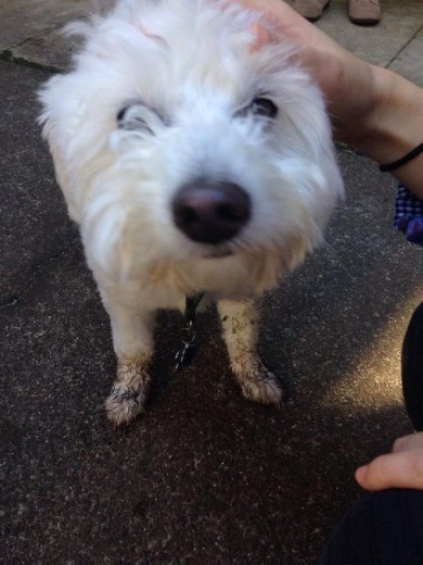 Haha such an adorable puppy :))