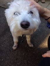 Haha such an adorable puppy :)): by ciel, Views[174]