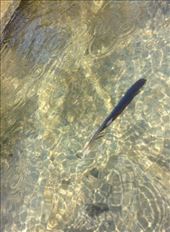 The floating feather on water. The water, like crystal like diamond.: by ciel, Views[171]