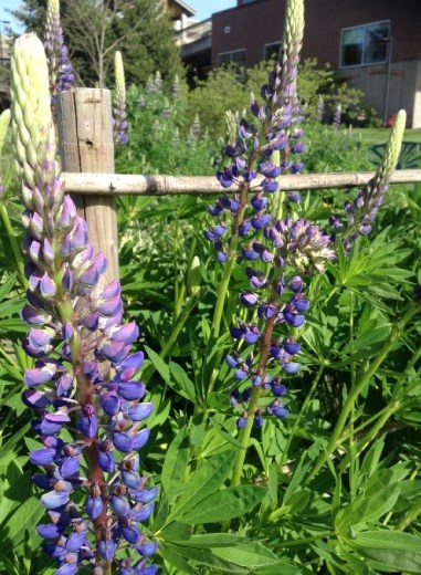 Flowers and more flowers.